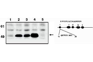 Image no. 1 for anti-Tumor Protein P53 (TP53) (AA 16-30) antibody (ABIN201597) (p53 antibody  (AA 16-30))
