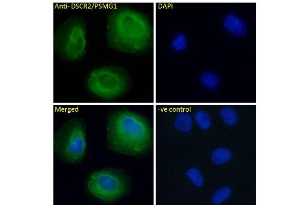 PSMG1 antibody  (C-Term)