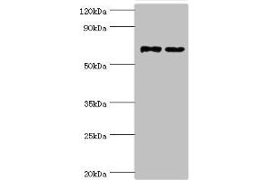 MTMR14 antibody  (AA 1-280)