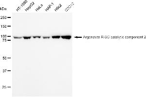 Western blotting analysis using Argonaute RISC catalytic component 2 antibody (ABIN7797650).