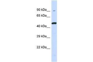 Host:  Rabbit  Target Name:  KIR3DL1  Sample Type:  293T Whole Cell lysates  Antibody Dilution:  1. (KIR3DL1 antibody  (Middle Region))