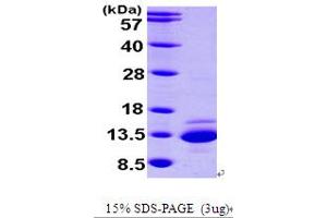 SDS-PAGE (SDS) image for Catenin, beta Interacting Protein 1 (CTNNBIP1) (AA 1-81) protein (His tag) (ABIN667025)