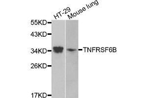 Western blot analysis of extracts of various cells, using TNFRSF6B antibody. (TNFRSF6B antibody)