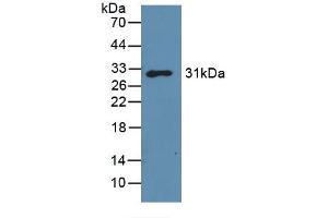 Western blot analysis of recombinant Mouse GAL3. (Galectin 3 antibody  (AA 2-264))