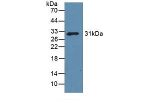 Western blot analysis of recombinant Mouse GAL3. (Galectin 3 antibody  (AA 2-264))