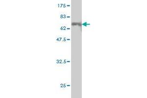 Western Blot detection against Immunogen (56. (CEBPE antibody  (AA 1-281))