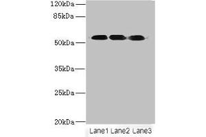 Western blot All lanes: FZR1 antibody at 6 μg/mL Lane 1: Hela whole cell lysate Lane 2: Jurkat whole cell lysate Lane 3: 293T whole cell lysate Secondary Goat polyclonal to rabbit IgG at 1/10000 dilution Predicted band size: 56, 55, 45 kDa Observed band size: 56 kDa