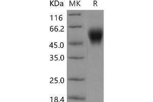 Western Blotting (WB) image for Leukocyte-Associated Immunoglobulin-Like Receptor 1 (LAIR1) protein (Fc Tag) (ABIN7320068)