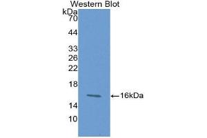 Western Blotting (WB) image for anti-Chemokine (C-X-C Motif) Ligand 27 (AA 25-112) antibody (ABIN2118203) (Chemokine (C-X-C Motif) Ligand 27 (AA 25-112) antibody)