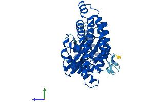 Protein Structure (PS) image for Ethanolamine Kinase 1 (ETNK1) (AA 1-363) protein (His tag) (ABIN7560996)