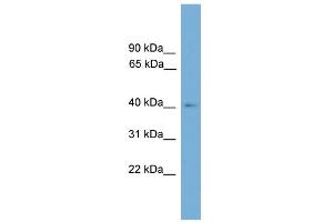 WB Suggested Anti-THEG Antibody Titration: 0. (THEG antibody  (Middle Region))