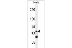 Western blot analysis in Hela cell line lysates (35ug/lane). (PCDHB10 antibody  (C-Term))