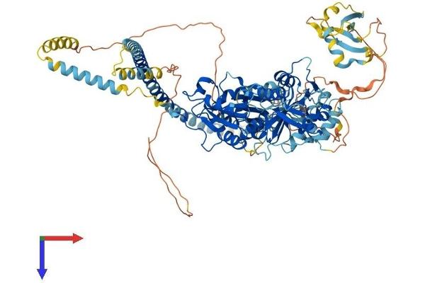 TXNDC11 Protein (AA 1-948) (His tag)