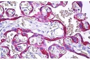 Anti-MFGE8 / MFG-E8 antibody IHC staining of human placenta, trophoblast. (MFGE8 antibody)