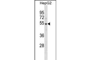 PKNOX1 Antibody (C-term) (ABIN1537248 and ABIN2838326) western blot analysis in HepG2 cell line lysates (35 μg/lane). (PKNOX1 antibody  (C-Term))