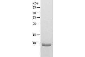 Ccl21a Protein (AA 24-133) (His tag)