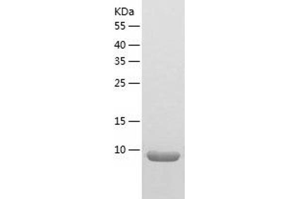 Ccl21a Protein (AA 24-133) (His tag)