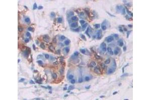 IHC-P analysis of Human Tissue, with DAB staining. (SMPD2 antibody  (AA 2-236))