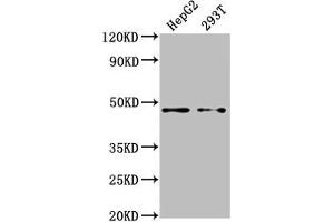 Western Blot Positive WB detected in: HepG2 whole cell lysate, 293T whole cell lysate All lanes: PSMD4 antibody at 1:2000 Secondary Goat polyclonal to rabbit IgG at 1/50000 dilution Predicted band size: 41, 29 kDa Observed band size: 41 kDa