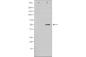 Western blot analysis of Hela whole cell lysates, using RUVBL2 Antibody. (RUVBL2 antibody  (Internal Region))