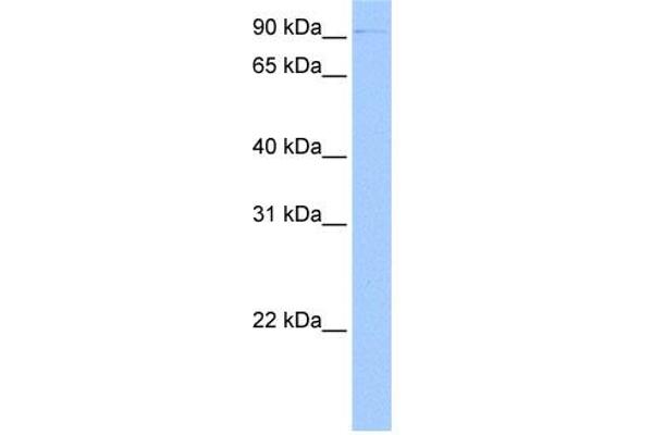 CTBP2 antibody  (C-Term)