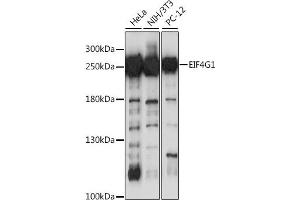 Western blot analysis of extracts of various cell lines, using EIF4G antibody (ABIN1872506) at 1:1000 dilution.