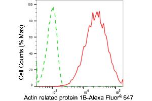 Flow cytometric analysis of actin related protein 1B expression in HepG2 cells using actin related protein 1B antibody (ABIN7797652), 1:2,000).