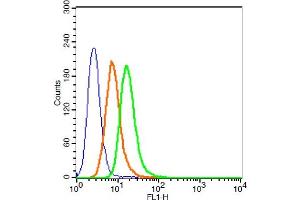 MCF-7 cells probed with pan-Cytokeratin Polyclonal Antibody, FITC Conjugated (bs-2190R-FITC ) at 1:100 for 30 minutes compared to control cells (blue) and isotype control (orange). (Cytokeratin 1 antibody  (AA 101-200) (FITC))