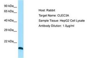 Image no. 1 for anti-C-Type Lectin Domain Family 3, Member A (CLEC3A) (C-Term) antibody (ABIN6750092)