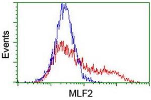 HEK293T cells transfected with either RC201746 overexpress plasmid (Red) or empty vector control plasmid (Blue) were immunostained by anti-MLF2 antibody (ABIN2455848), and then analyzed by flow cytometry. (MLF2 antibody)