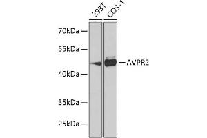 Western blot analysis of extracts of various cell lines, using  Antibody (ABIN6129564, ABIN6137379, ABIN6137380 and ABIN6223862) at 1:1000 dilution. (AVPR2 antibody  (AA 232-371))