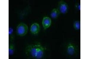 Immunofluorescence (IF) image for anti-CD14 (CD14) antibody (ABIN1105870) (CD14 antibody)