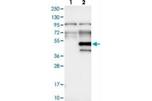 Western blot analysis of Lane 1: Negative control (vector only transfected HEK293T lysate), Lane 2: Over-expression Lysate (Co-expressed with a C-terminal myc-DDK tag (~3. (WDR89 antibody)