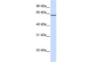 WB Suggested Anti-ITFG1 Antibody Titration:  0. (ITFG1 antibody  (N-Term))