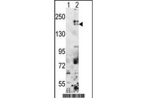Western blot analysis of SETDB1(arrow) using rabbit polyclonal SETDB1 Antibody (C-term) (ABIN387924 and ABIN2844389).