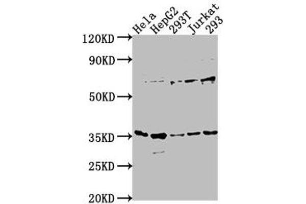 MFF anticorps  (AA 1-322)