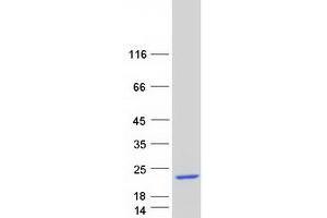 Validation with Western Blot (Dermcidin Protein (DCD) (Myc-DYKDDDDK Tag))