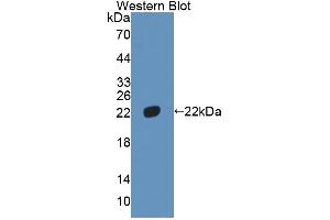 Figure. (HMGB4 antibody  (AA 25-167))