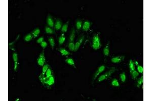 Immunofluorescent analysis of Hela cells using ABIN7147793 at dilution of 1:100 and Alexa Fluor 488-congugated AffiniPure Goat Anti-Rabbit IgG(H+L) (CLOCK antibody  (AA 577-846))