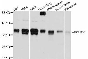 Western blot analysis of extracts of various cell lines, using POLR3F antibody (ABIN5998568) at 1/1000 dilution. (POLR3F antibody)