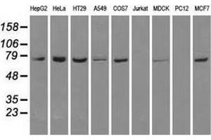 Western blot analysis of extracts (35 µg) from 9 different cell lines by using anti-HSPA1A monoclonal antibody. (HSP70 1A antibody)
