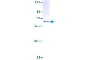 GSTT2 Protein (GST tag)