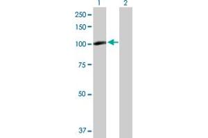 Western Blot analysis of PDXDC1 expression in transfected 293T cell line by PDXDC1 MaxPab polyclonal antibody. (PDXDC1 antibody  (AA 1-788))