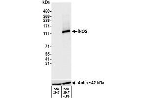Western Blotting (WB) image for anti-Nitric Oxide Synthase 2, Inducible (NOS2) (AA 1094-1144) antibody (ABIN7453345)