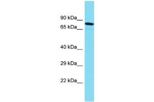 Western Blotting (WB) image for anti-Myotubularin Related Protein 10 (MTMR10) (C-Term) antibody (ABIN2444771) (MTMR10 antibody  (C-Term))