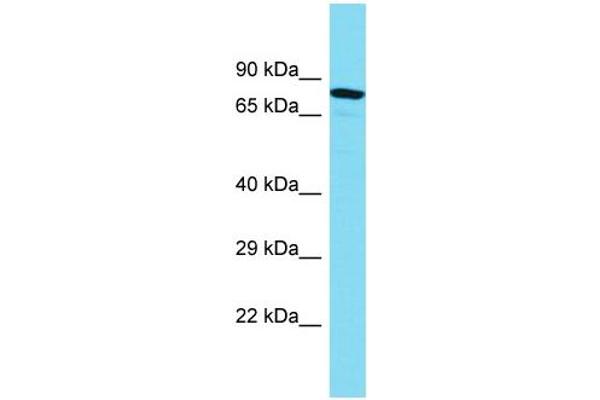 MTMR10 anticorps  (C-Term)