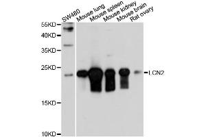 Western blot analysis of extracts of mouse testis, using LCN2 antibody. (Lipocalin 2 antibody)
