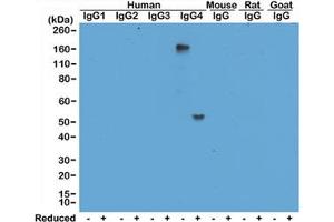 Western blot of human, mouse, rat, and goat IgG shows the recombinant Human IgG4 antibody reacts to hIgG4, in both whole molecule (~150kDa, non-reduced) and heavy chain (~50kDa, reduced) forms.