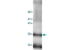 Western blot analysis of mouse liver lystae with RGN monoclonal antibody, clone 17  at 1:1000 dilution.