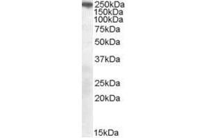 Image no. 1 for anti-Sortilin-Related Receptor, L(DLR Class) A Repeats Containing (SORL1) (C-Term) antibody (ABIN374076) (SORL1 antibody  (C-Term))